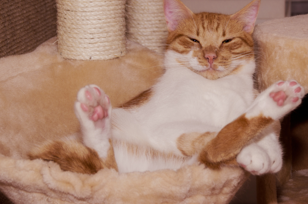 how to make your cat comfortable when moving