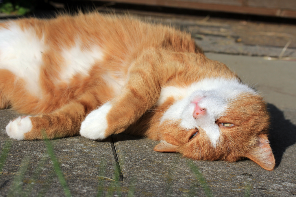 traumatized cat symptoms