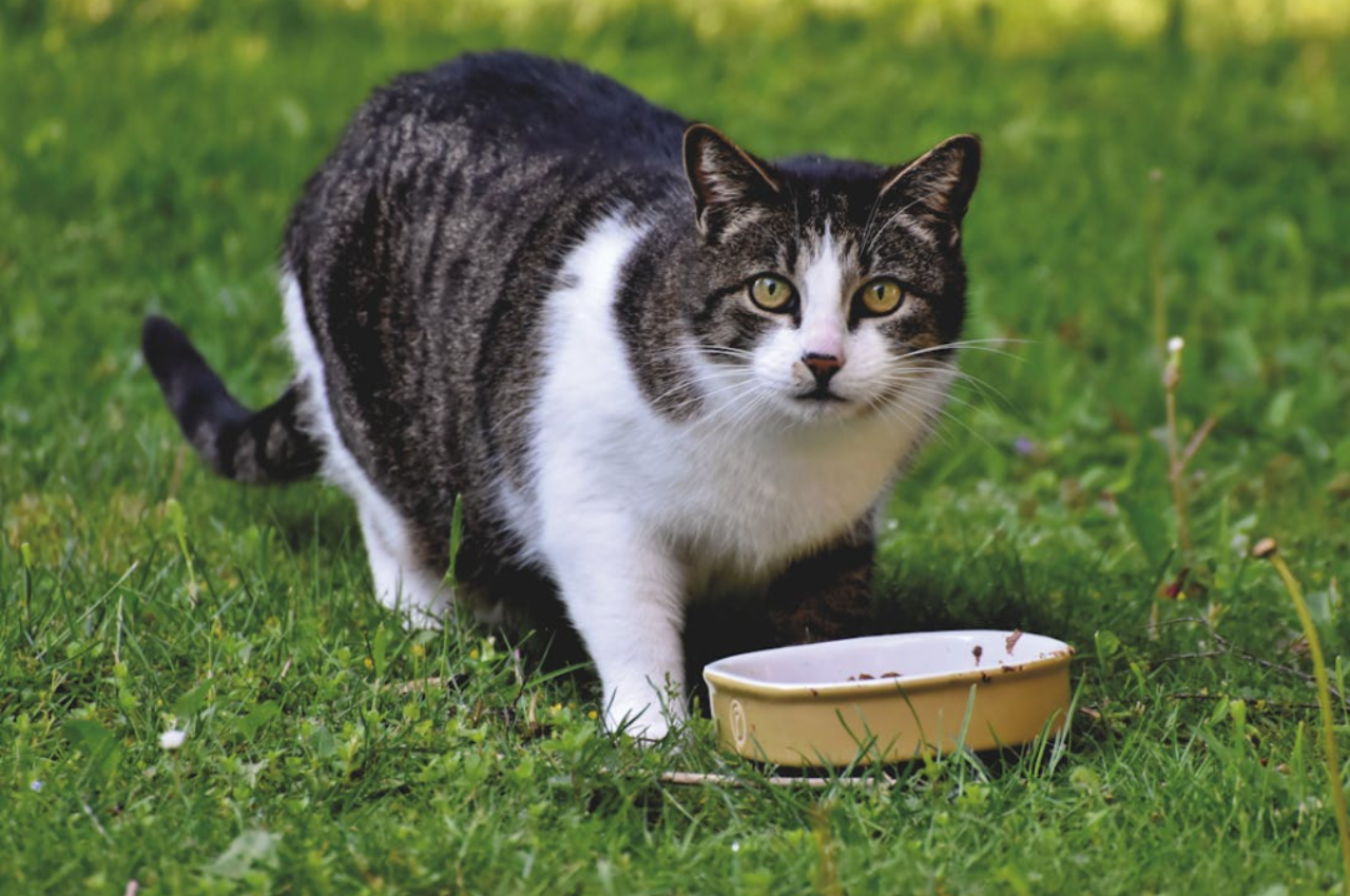 what is the ideal diet for cats