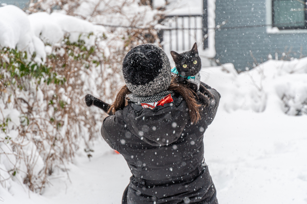 how to comfort cat during storm