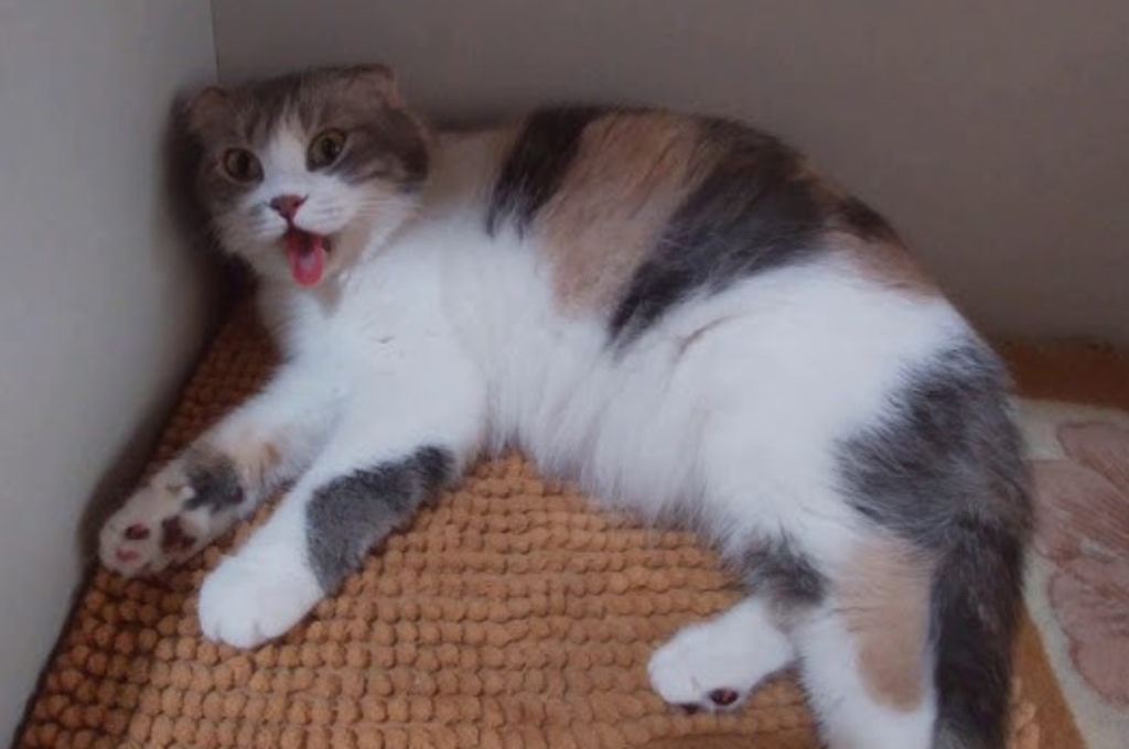 how to comfort cat in labor