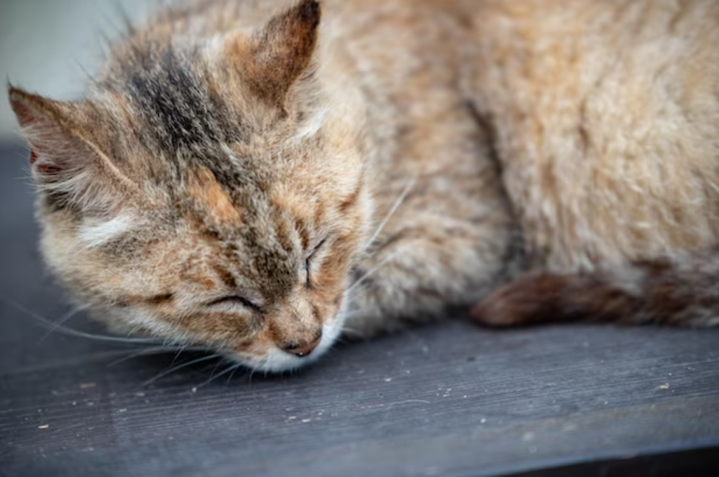 how to comfort cat in pain