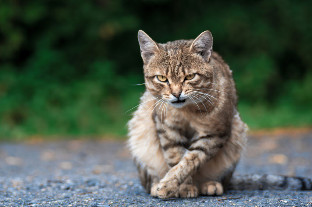 how to comfort an angry cat