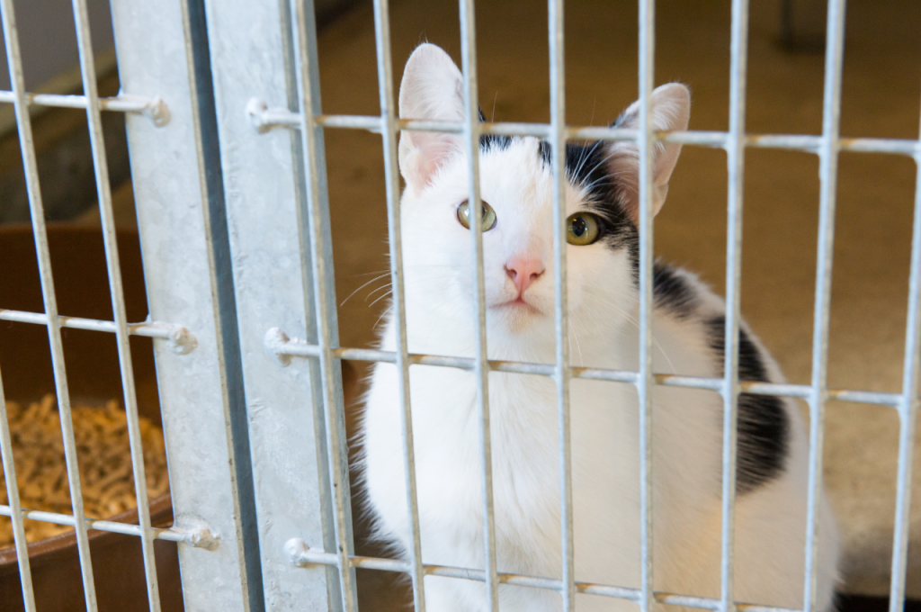 how to make a cat comfortable in a cage