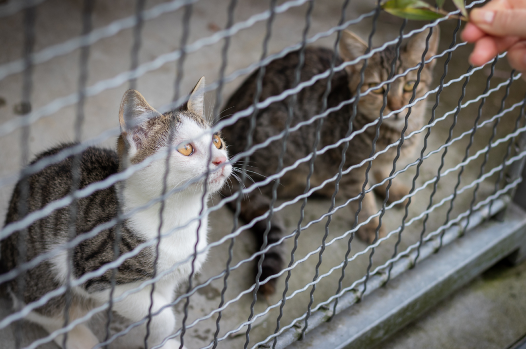 How to keep a caged cat happy?