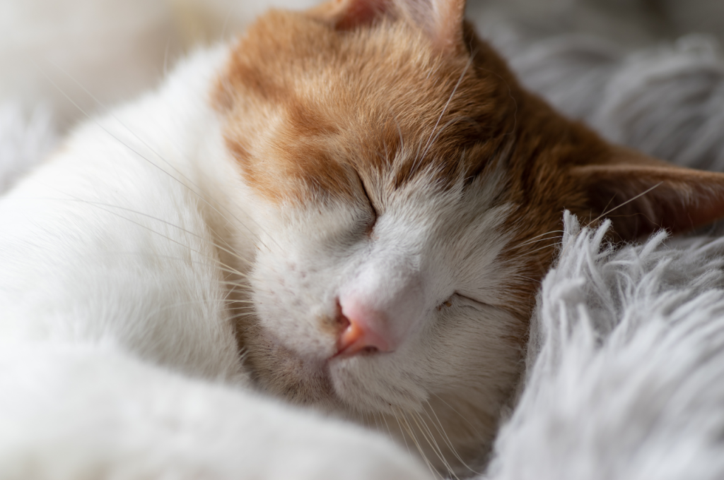 What can I give my cat to sleep at night