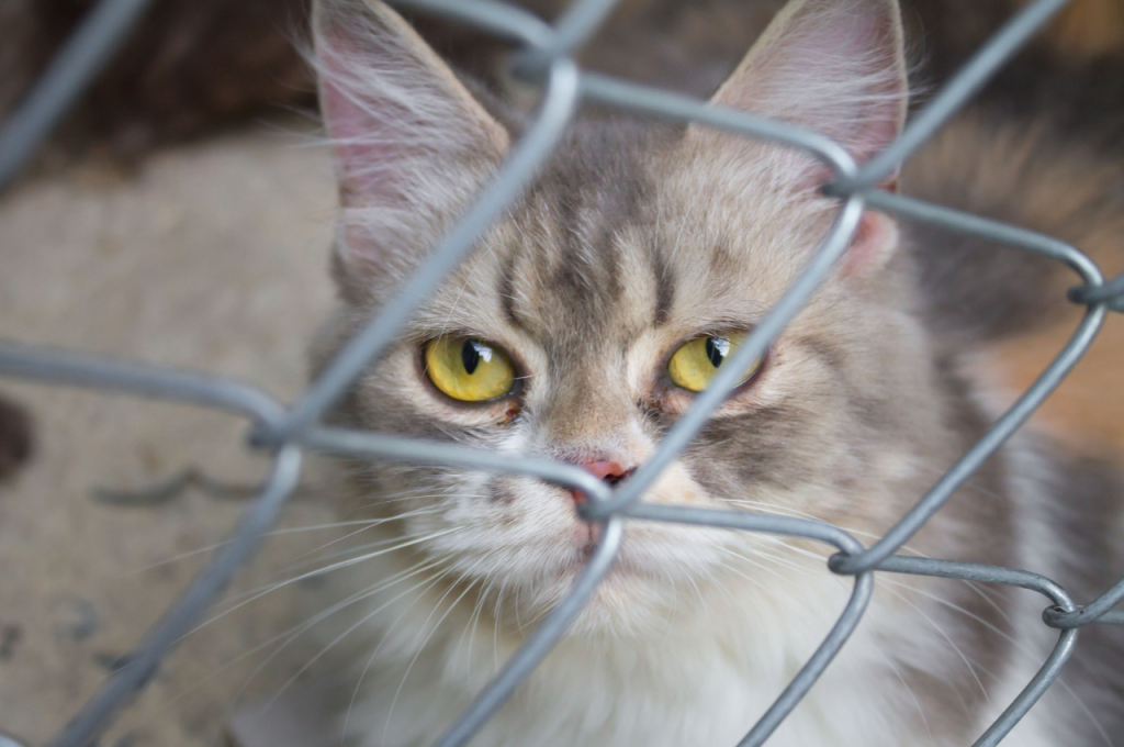how to keep a cat calm in a cage