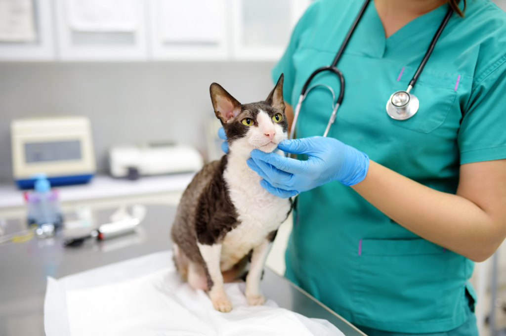 What does a cat health check include?