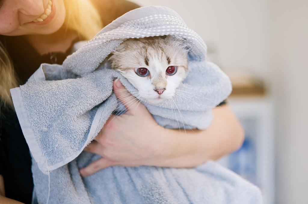  
 	
What can I do to keep my cat healthy?