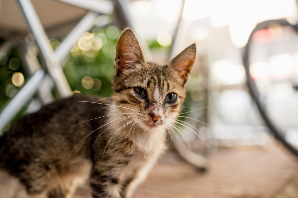 Signs of an unhealthy cat