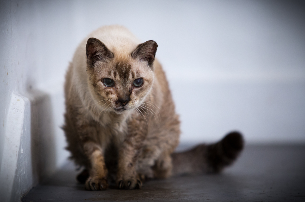 Older cat health problems