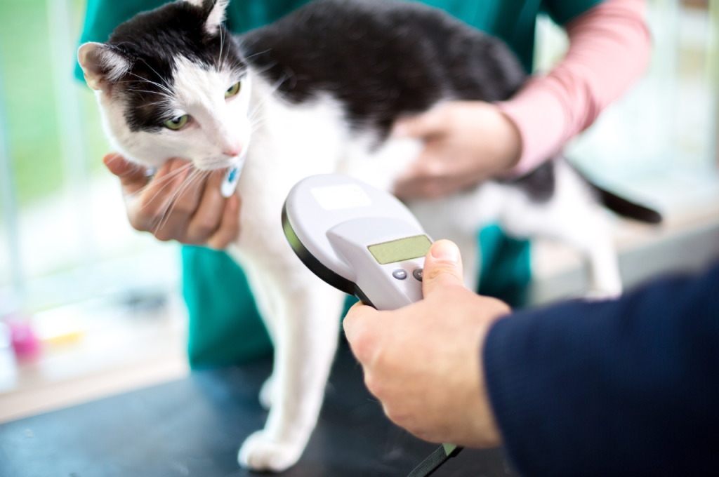 What happens if a cat never goes to the vet?