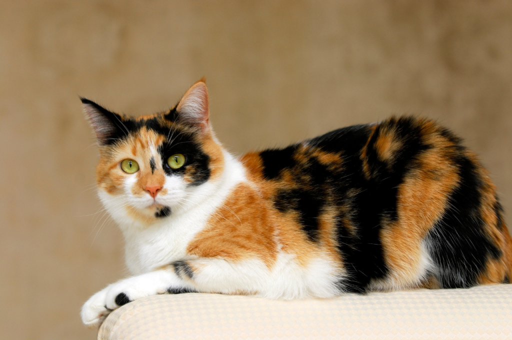 How to check if a cat is healthy?