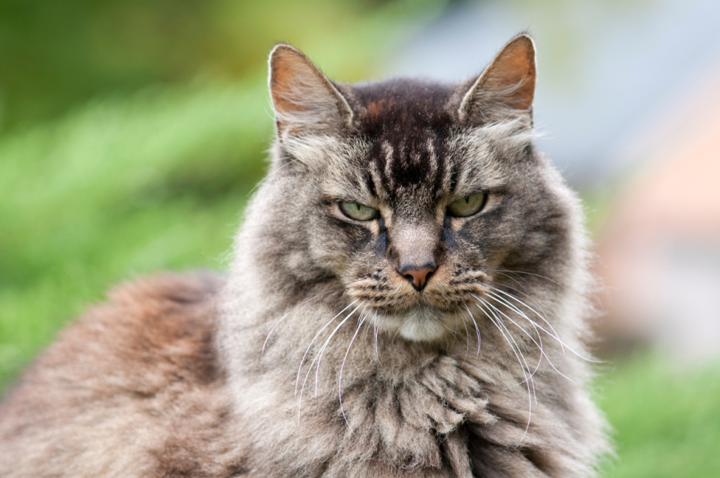 How do you calm an annoying cat?