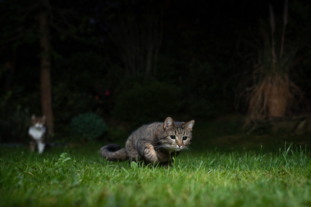 why does my cat get aggressive at night