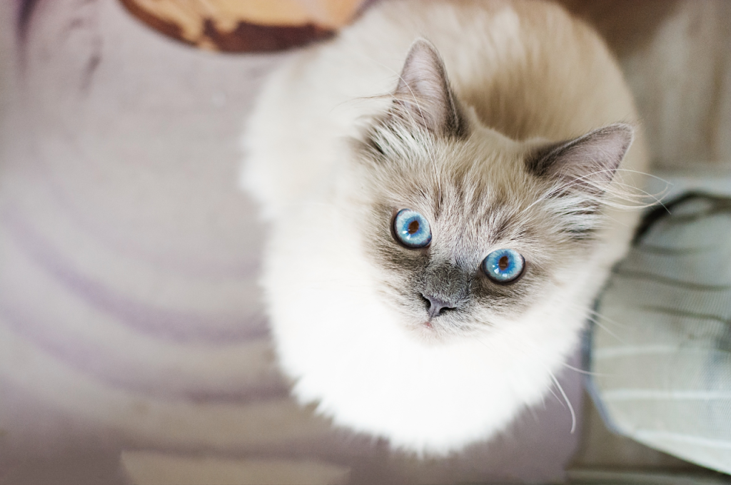 anxious cat behaviour