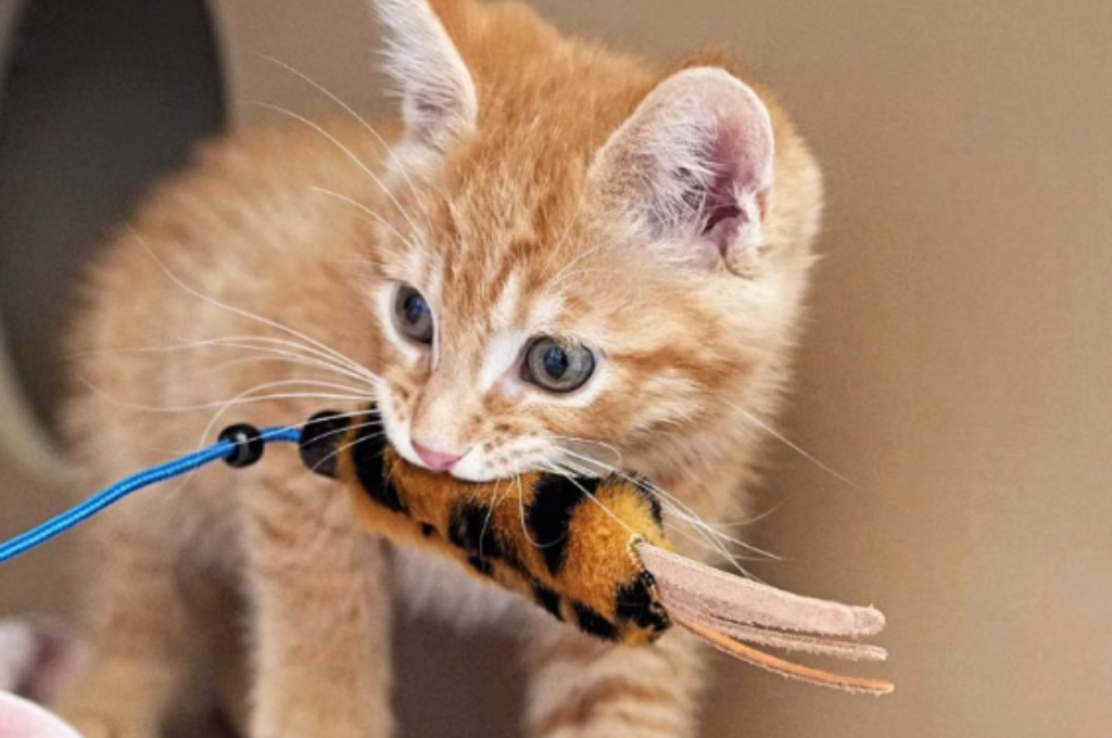 How to calm a hyperactive kitten?