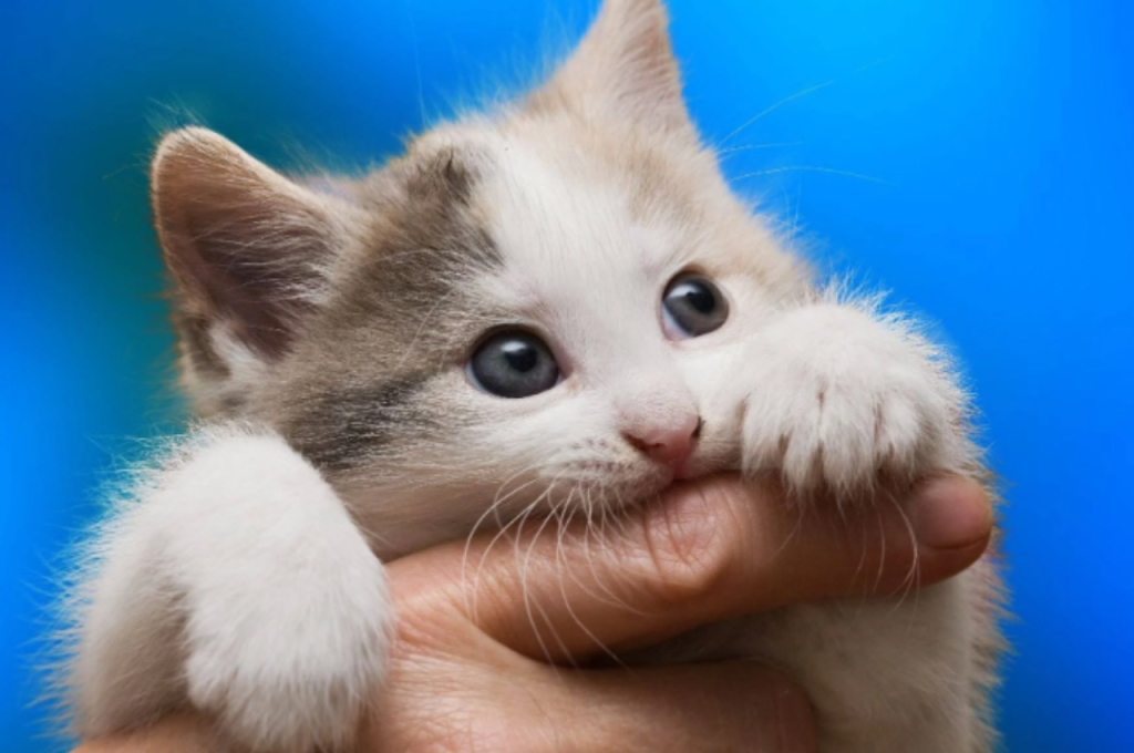 Why is my kitten so hyper and biting?