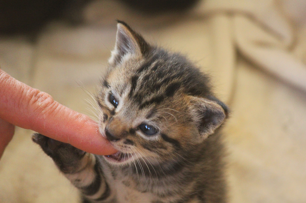 How to punish a kitten for biting?