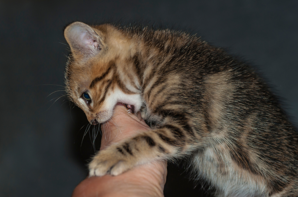 How do you discipline a hyper kitten?