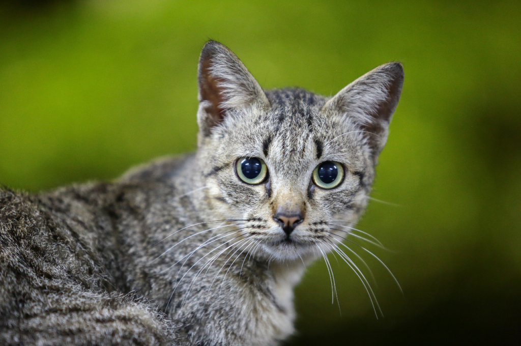How to tell if a cat is suffering?