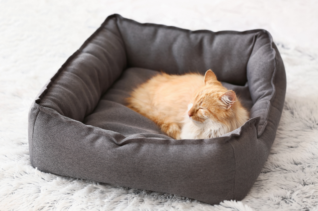 What type of bedding is best for cats?