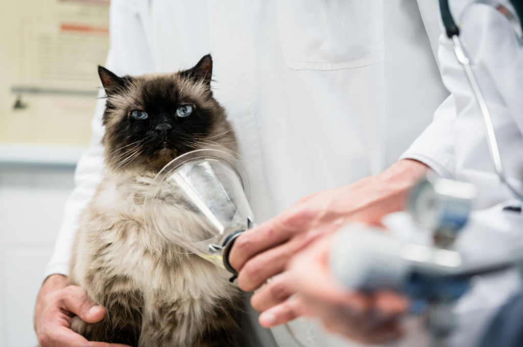 What is the deadliest disease for cats?