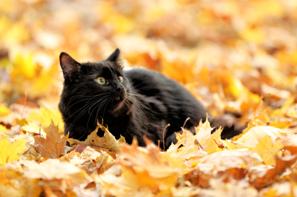 What is the most common cause of death in cats?