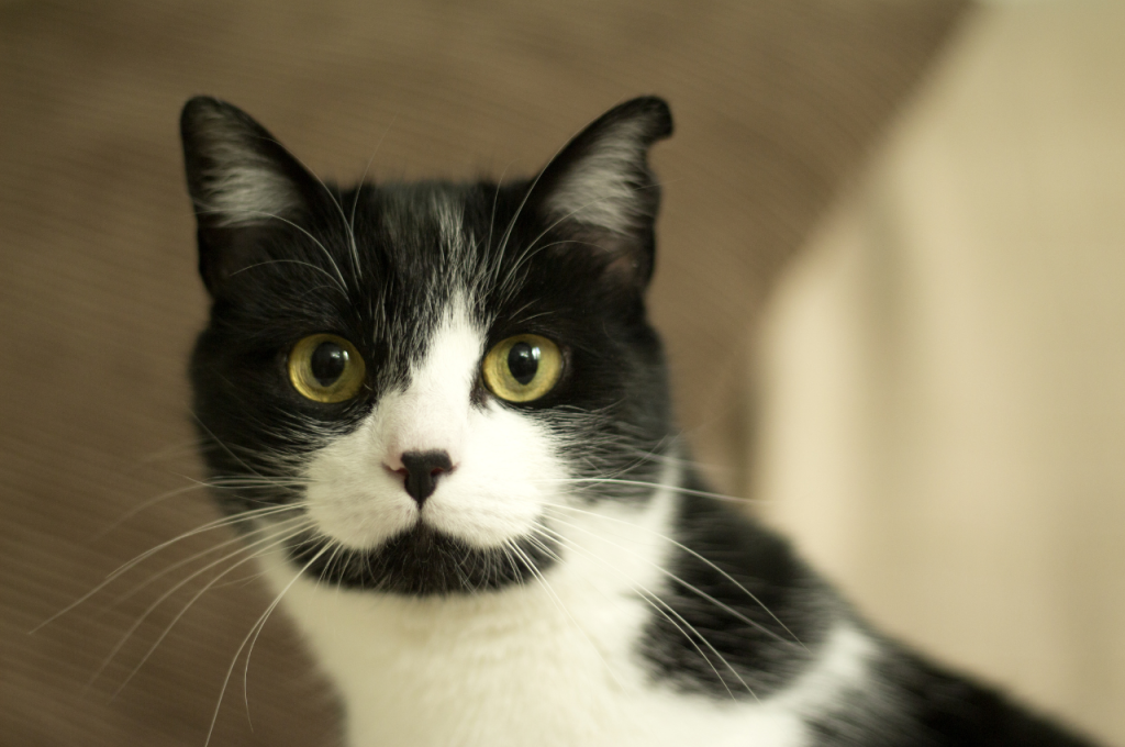 What is a common infectious cat disease?