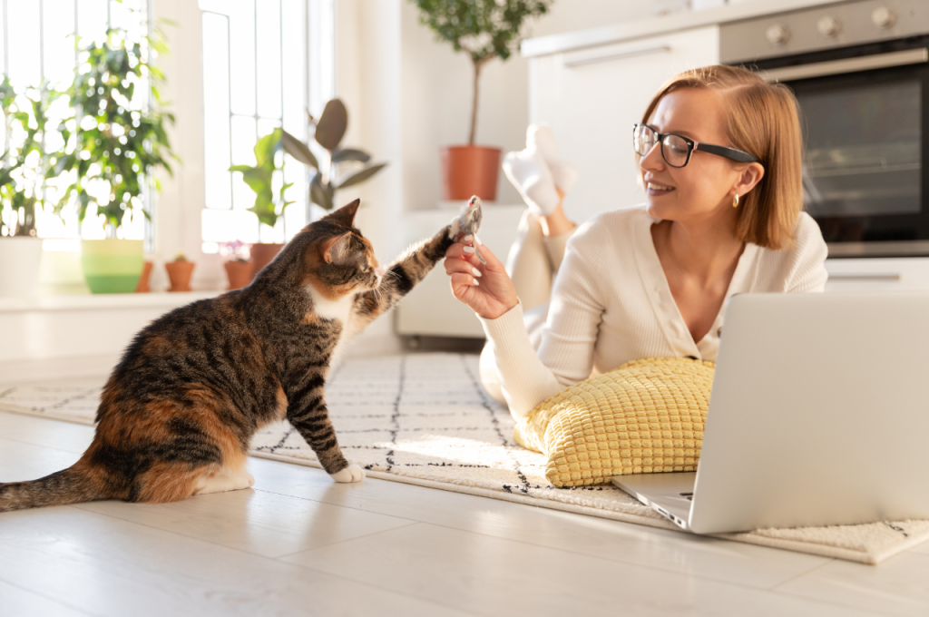 how to entertain a bored cat