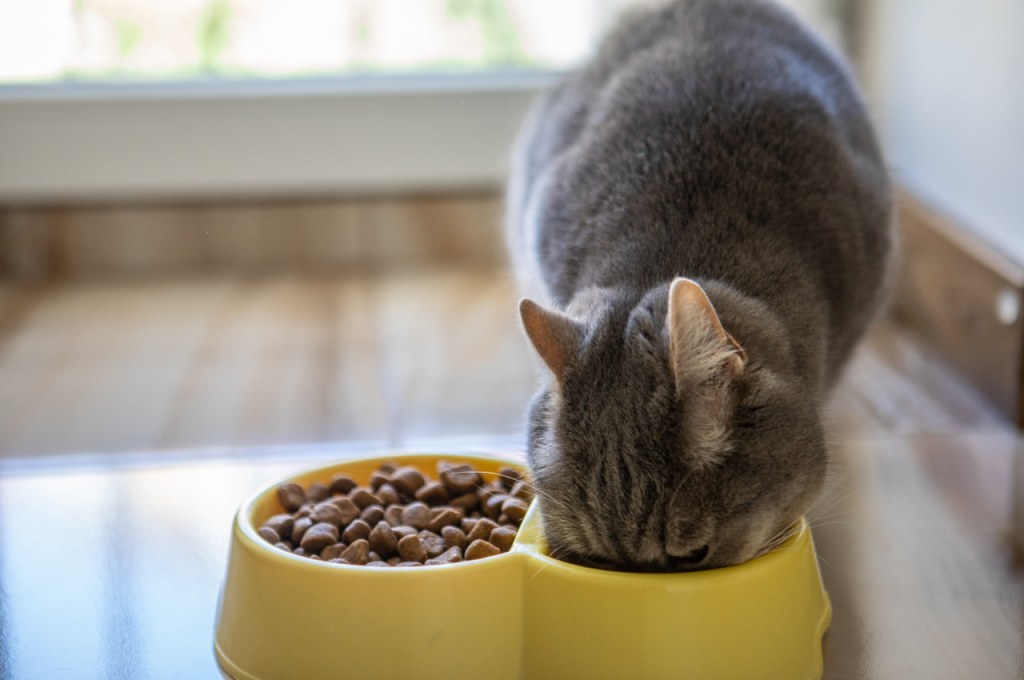 cat food for healthy skin and coat