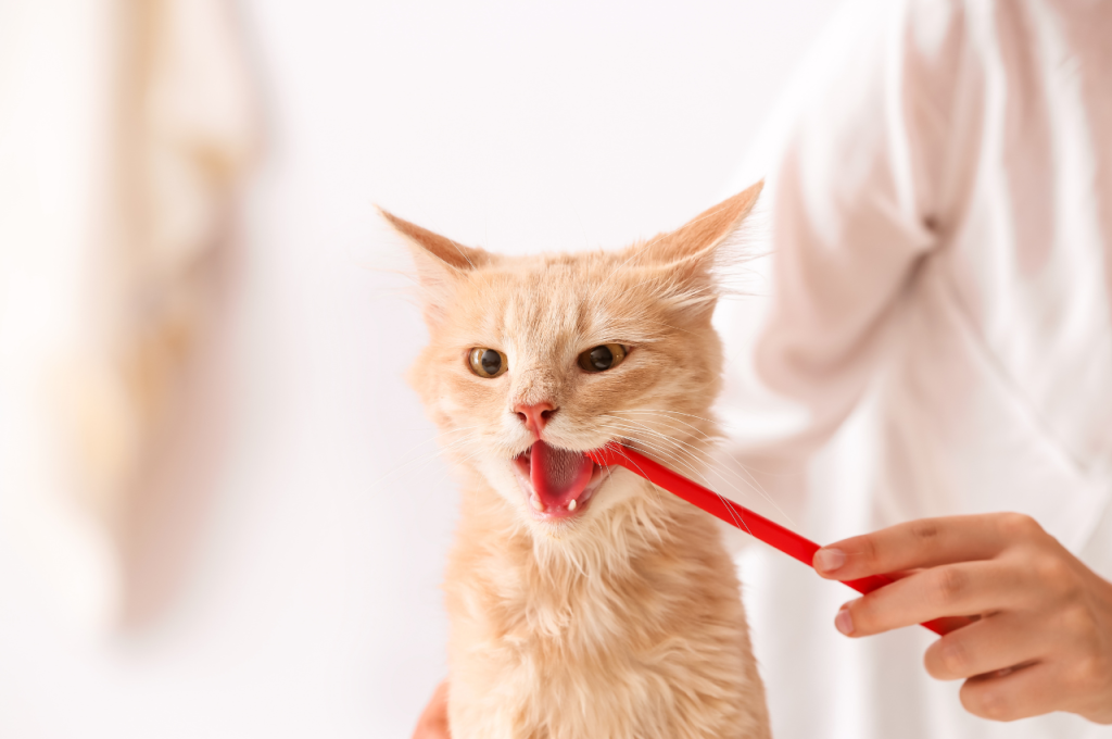 how to improve cat dental health