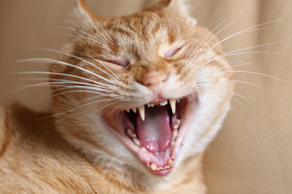 how to improve my cats breath