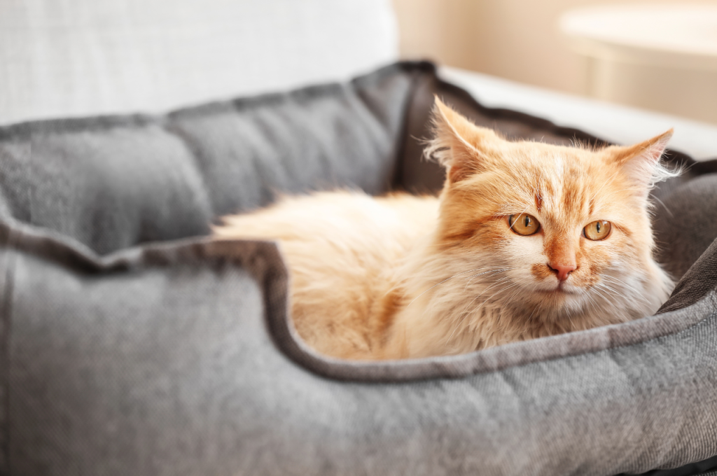 What is the best material for a cat bed?