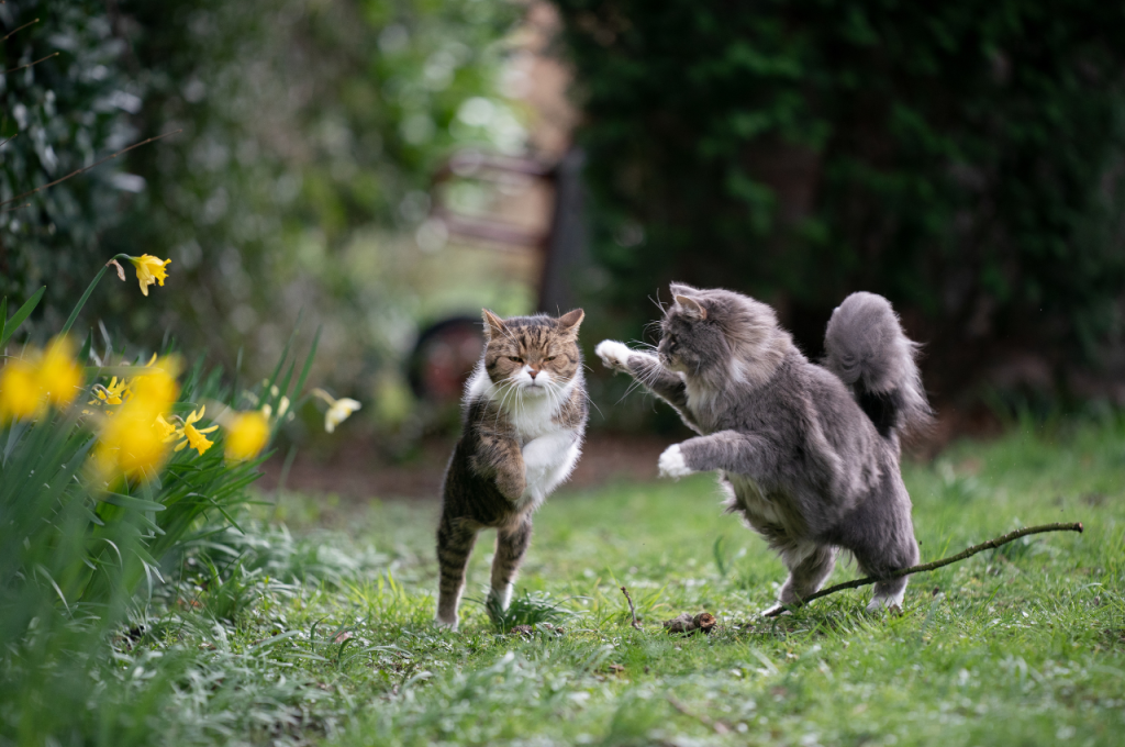 how to improve cats fur