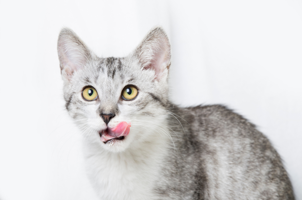 How can I clean my cats mouth naturally?
