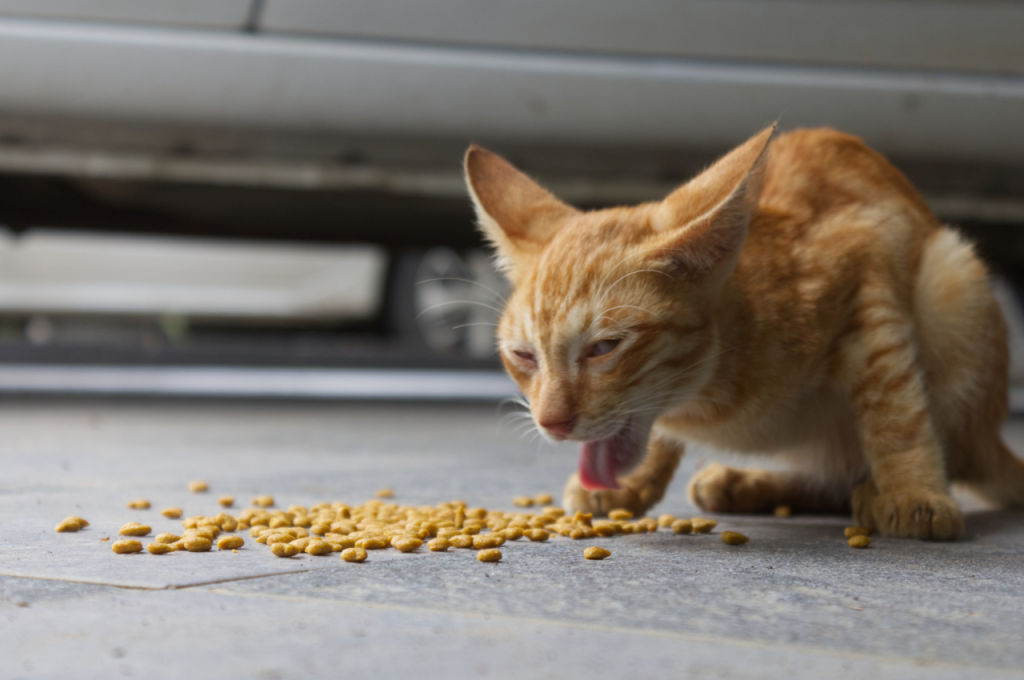 What illnesses make cats vomit?