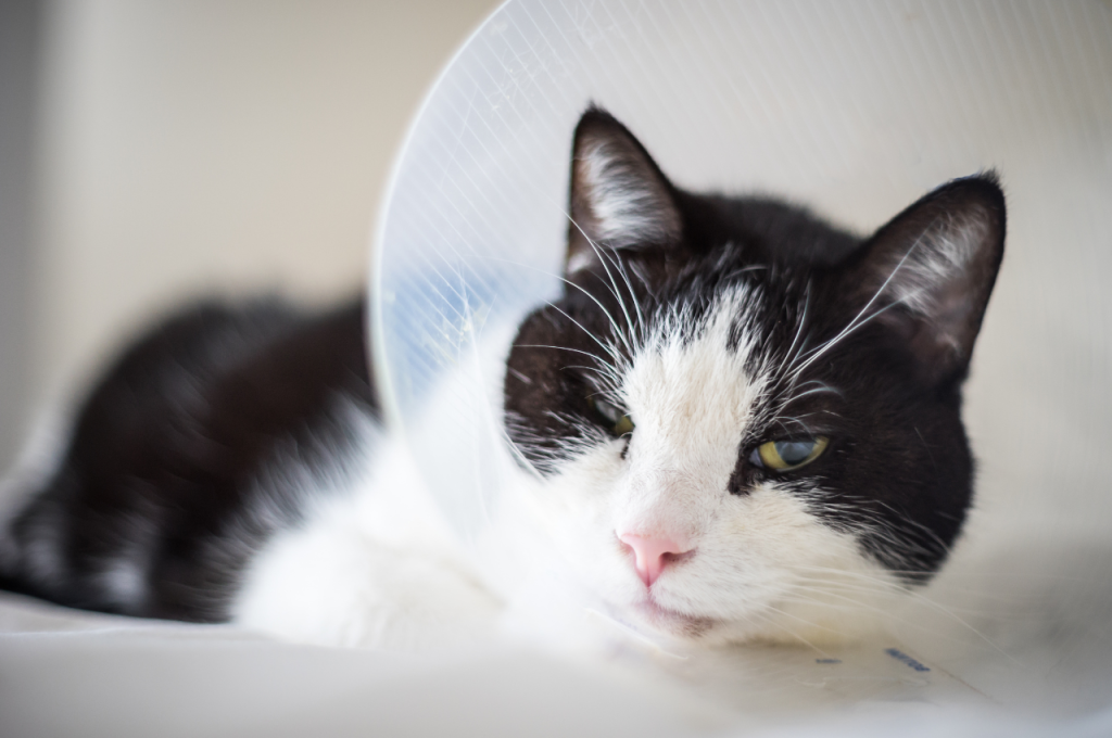 What are the symptoms of a sick cat eyes?