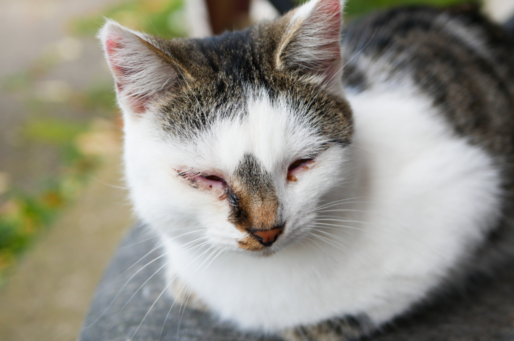 What is a common eye problem in cats?