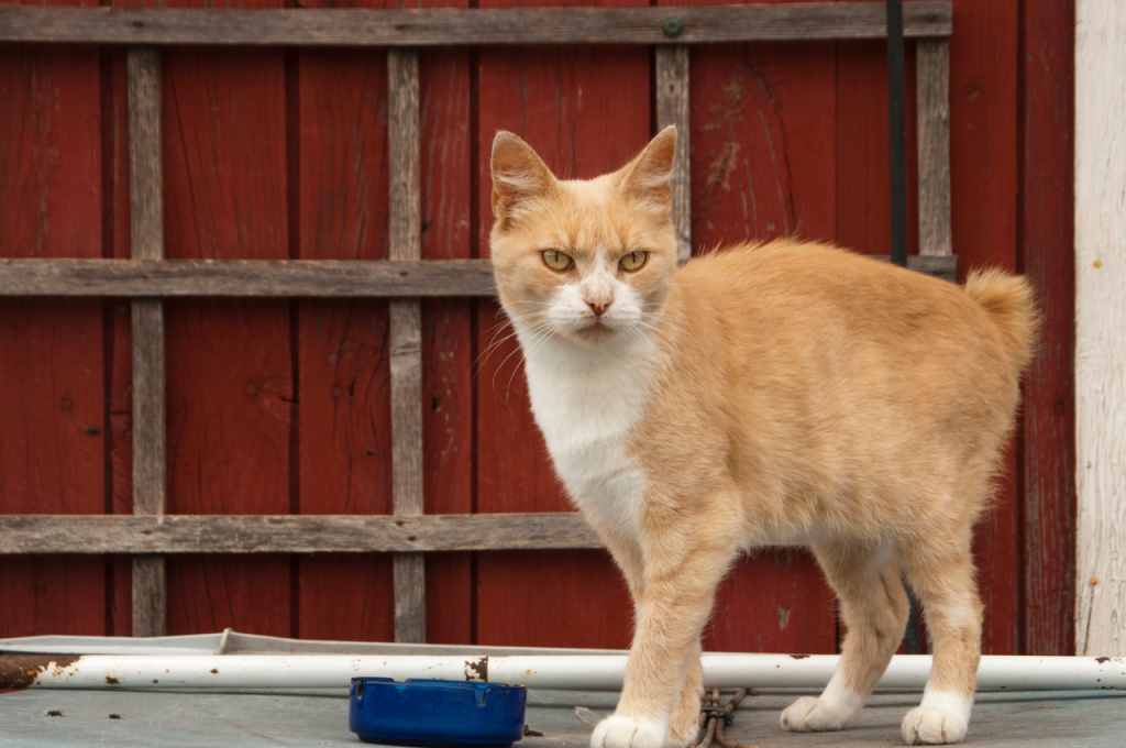 cats without tails health problems