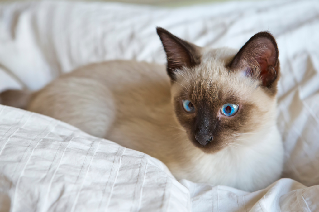 What is the tailless cat syndrome?