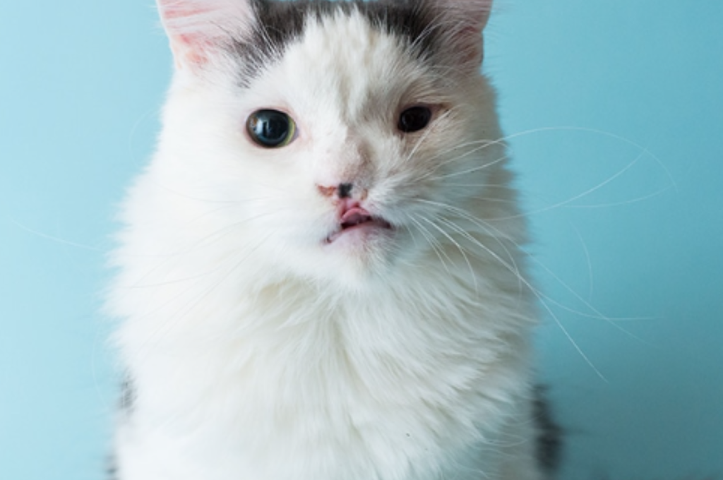 What kind of birth defects can cats have?
