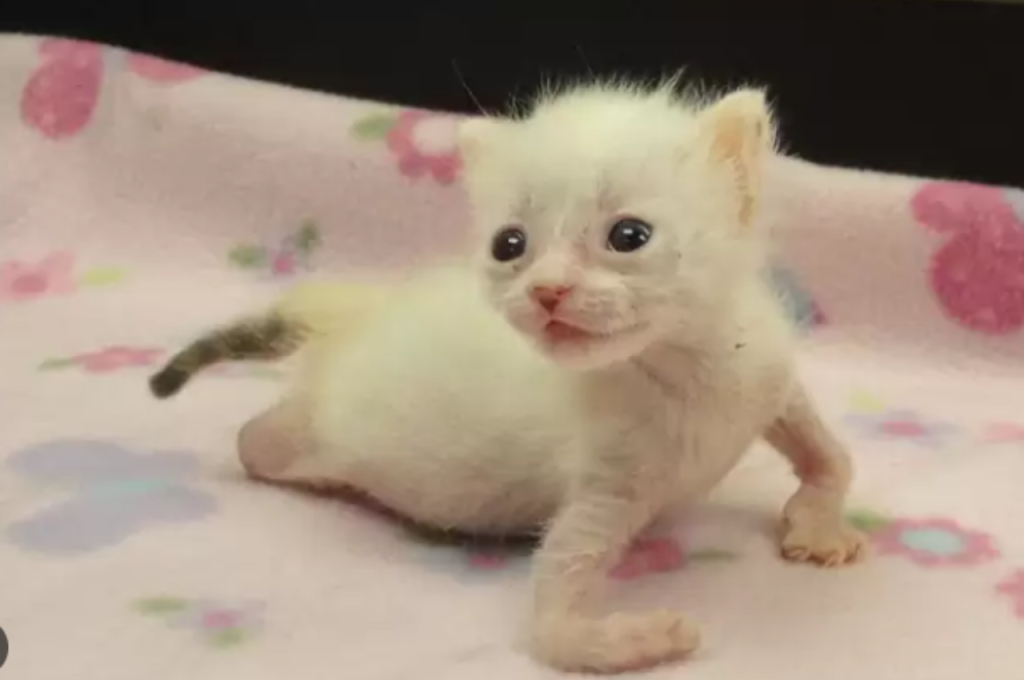 Why did my cat have deformed kittens?
