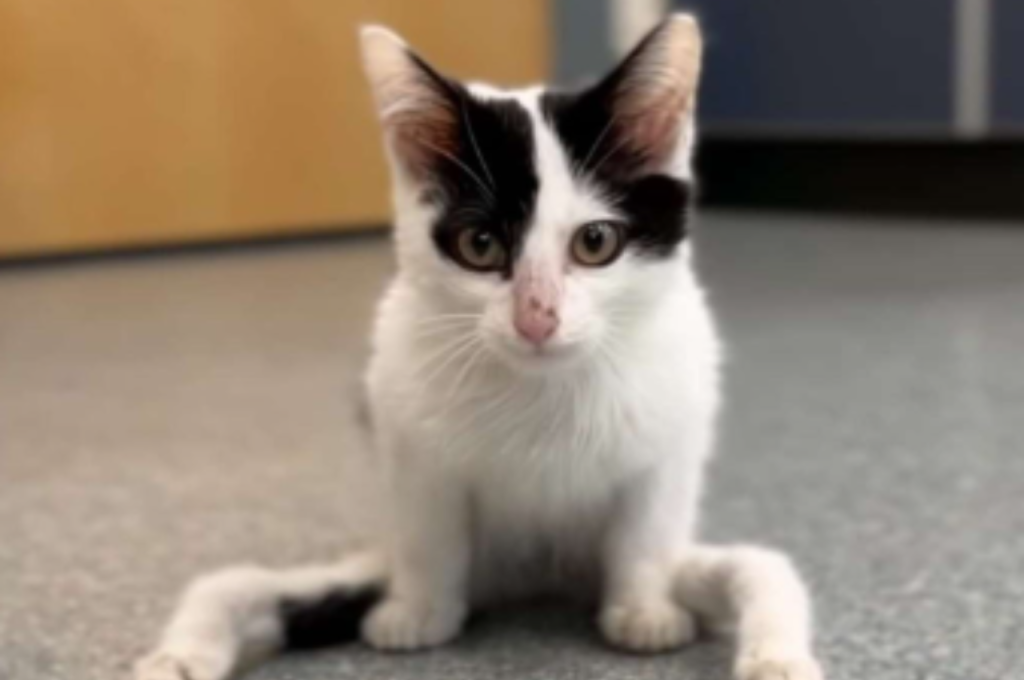 What is the cat genetic syndrome?