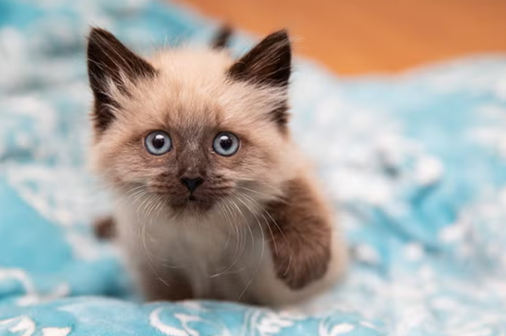 Rare genetic disorders in cats