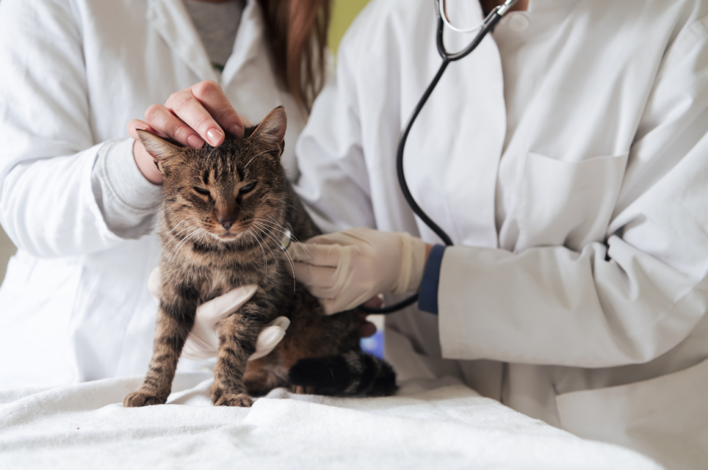 What treatments should my cat have?