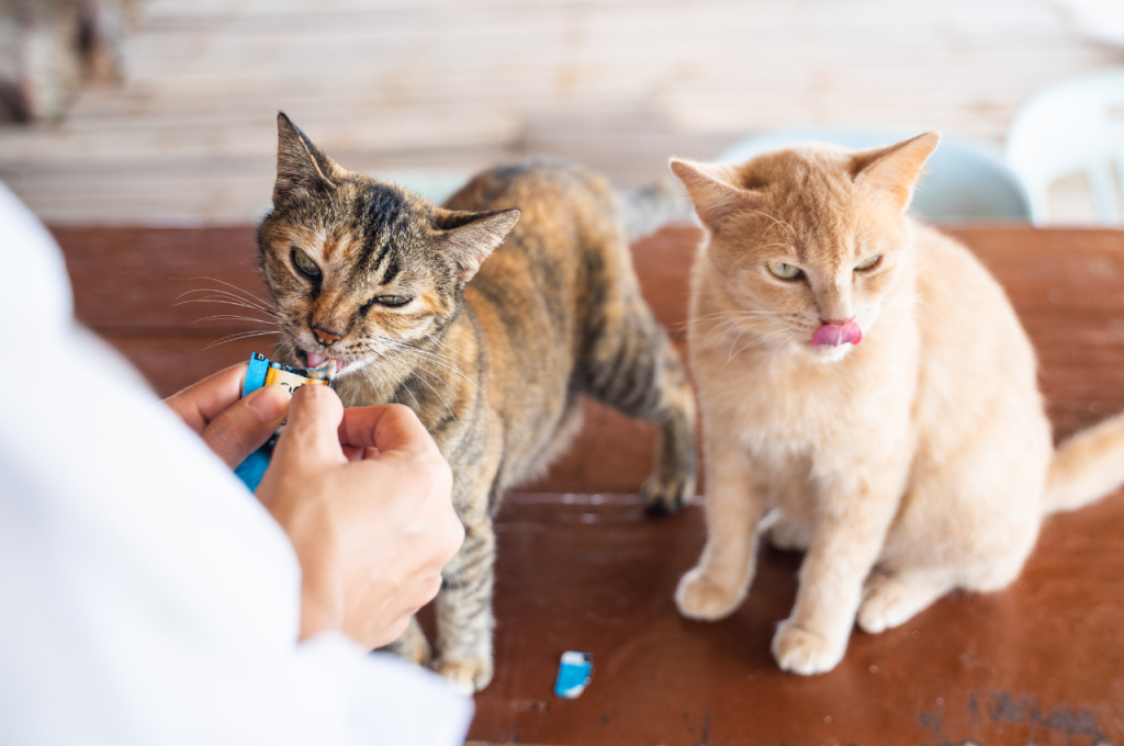 Best cat health treatment