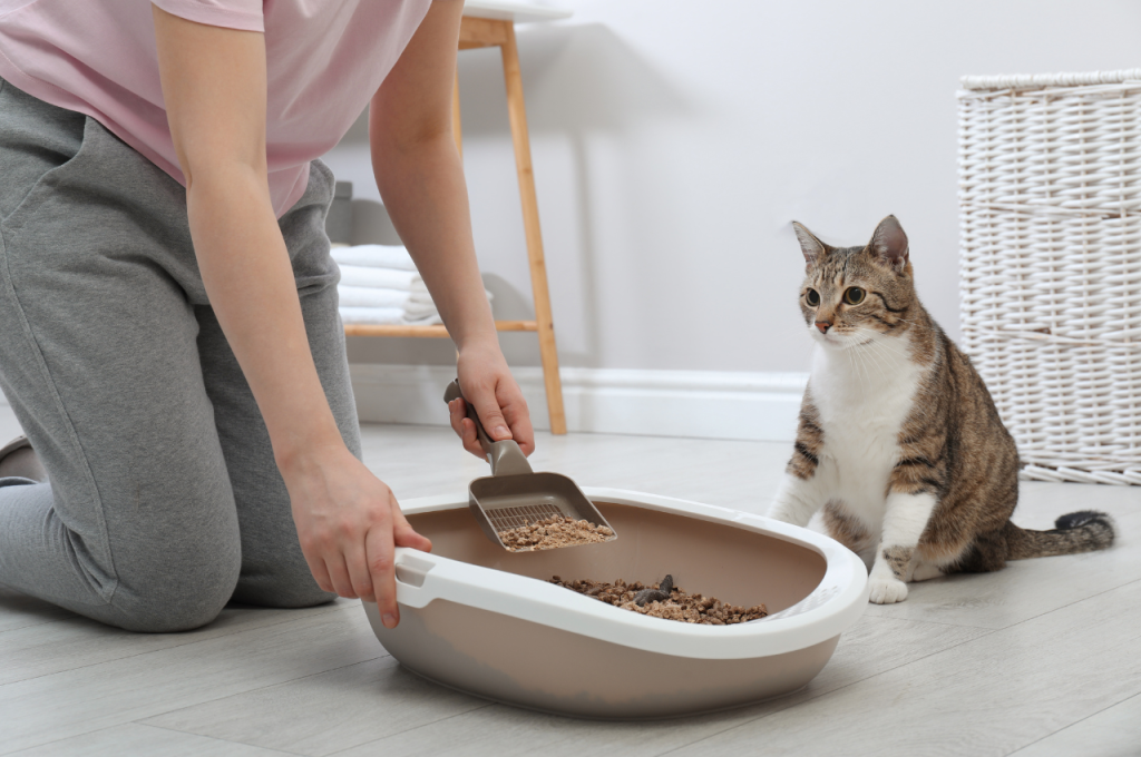 How to make a cat poop when constipated