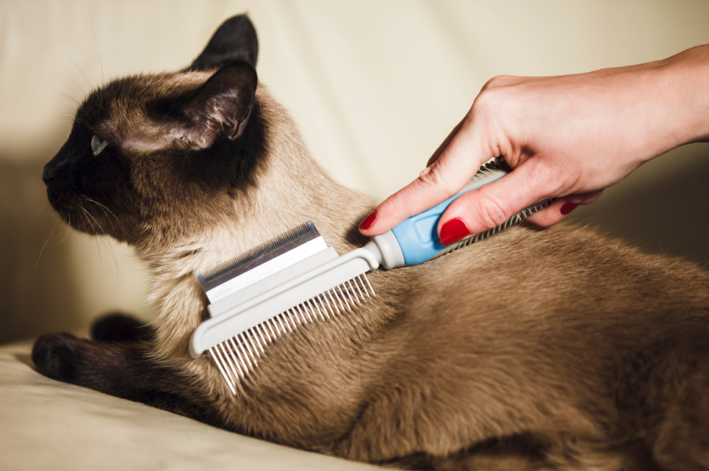 What are the basic care needs of a cat?