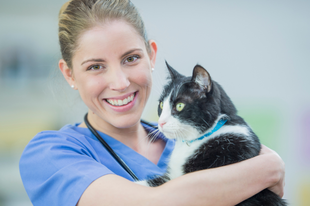 What is a hygiene routine for cats?